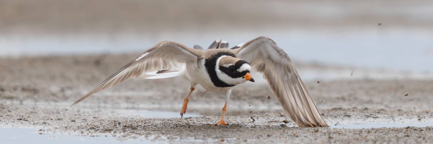 Större strandpipare